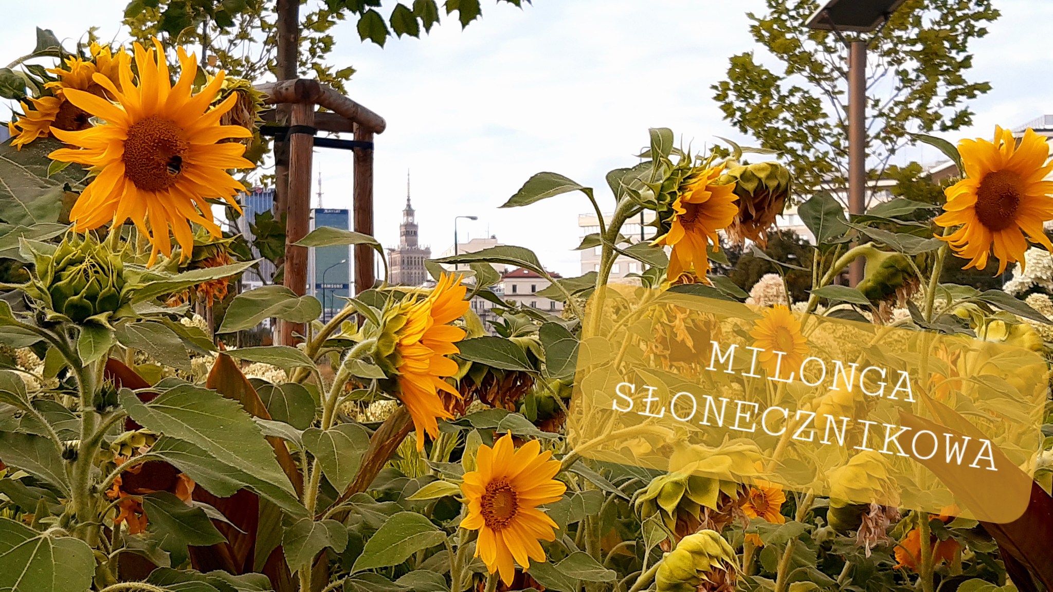 Milonga Słonecznikowa (1sza edycja)