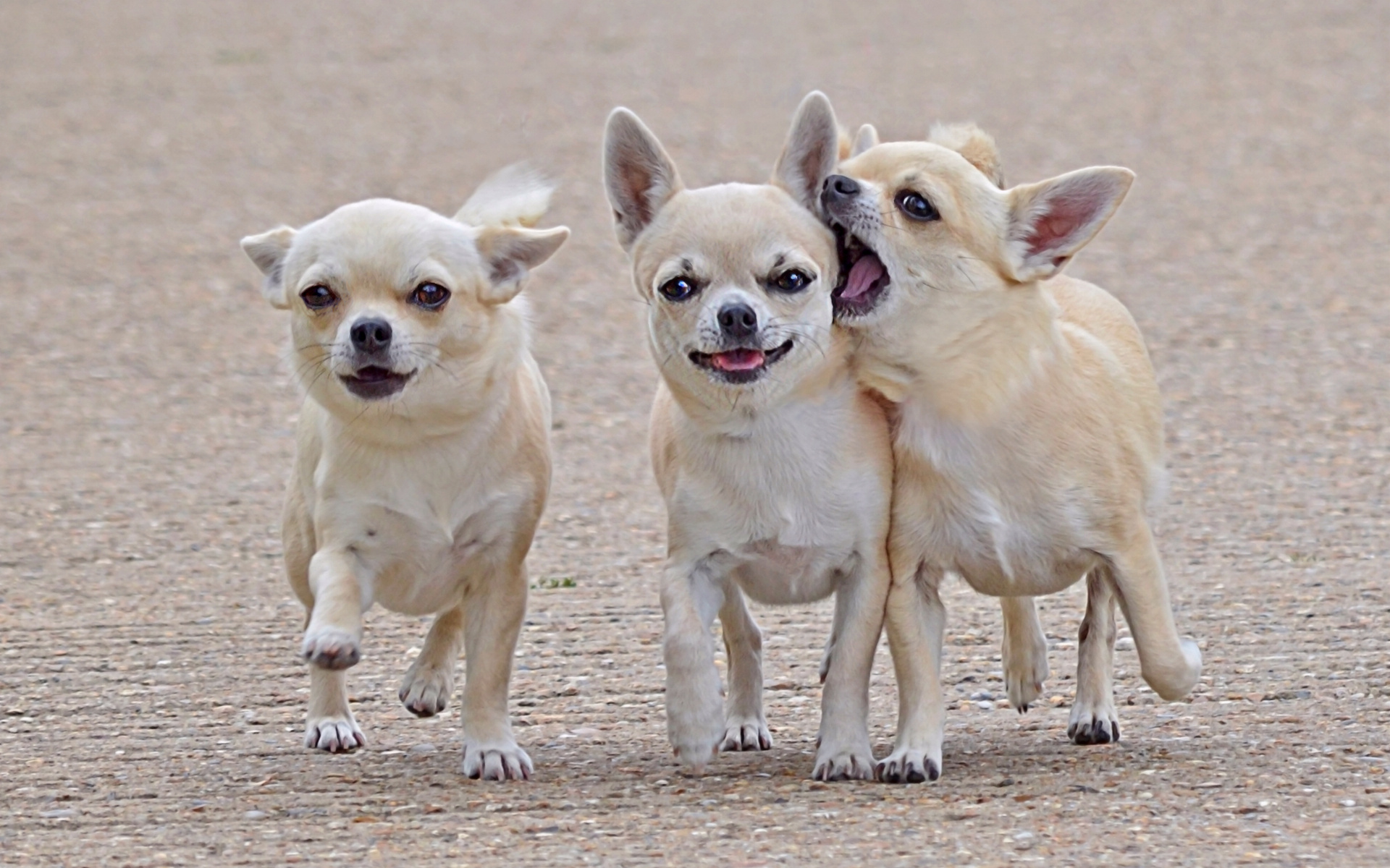 Grand Opening: Chihuahua 3 at the Fort