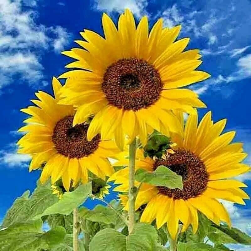 EVERY TUESDAY! Los Tres Amigos: Sunflowers