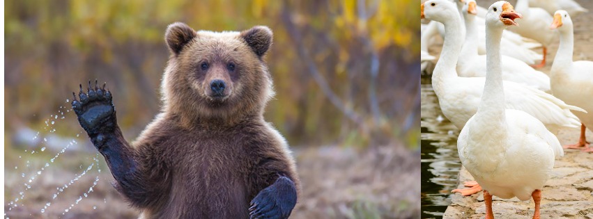 Bear-Goose Salsa Bootcamp