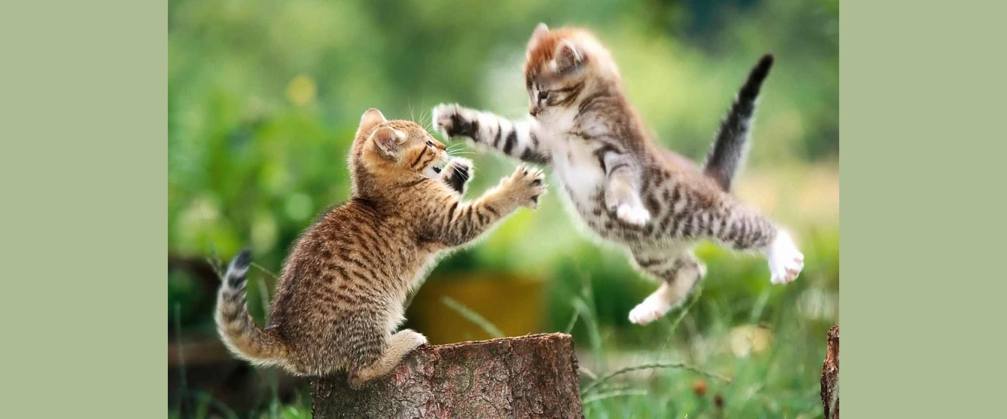 Wild and careful: This Saturday class to jam by Sebas van Wetten, Amsterdam