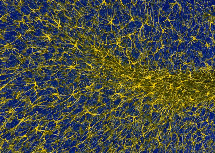 Boston: June 13 Somatic View on the Nervous System