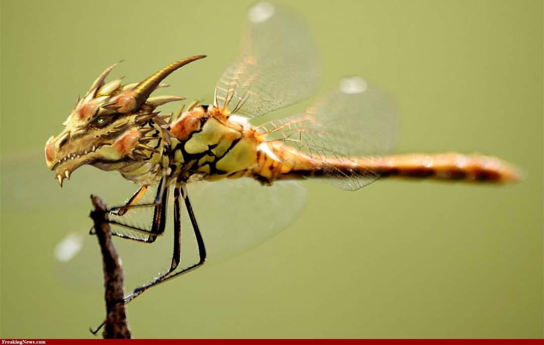 Dragonfly Ecstatic Dance Band Solstice Special Den Haag @ Church of Intuitive Music