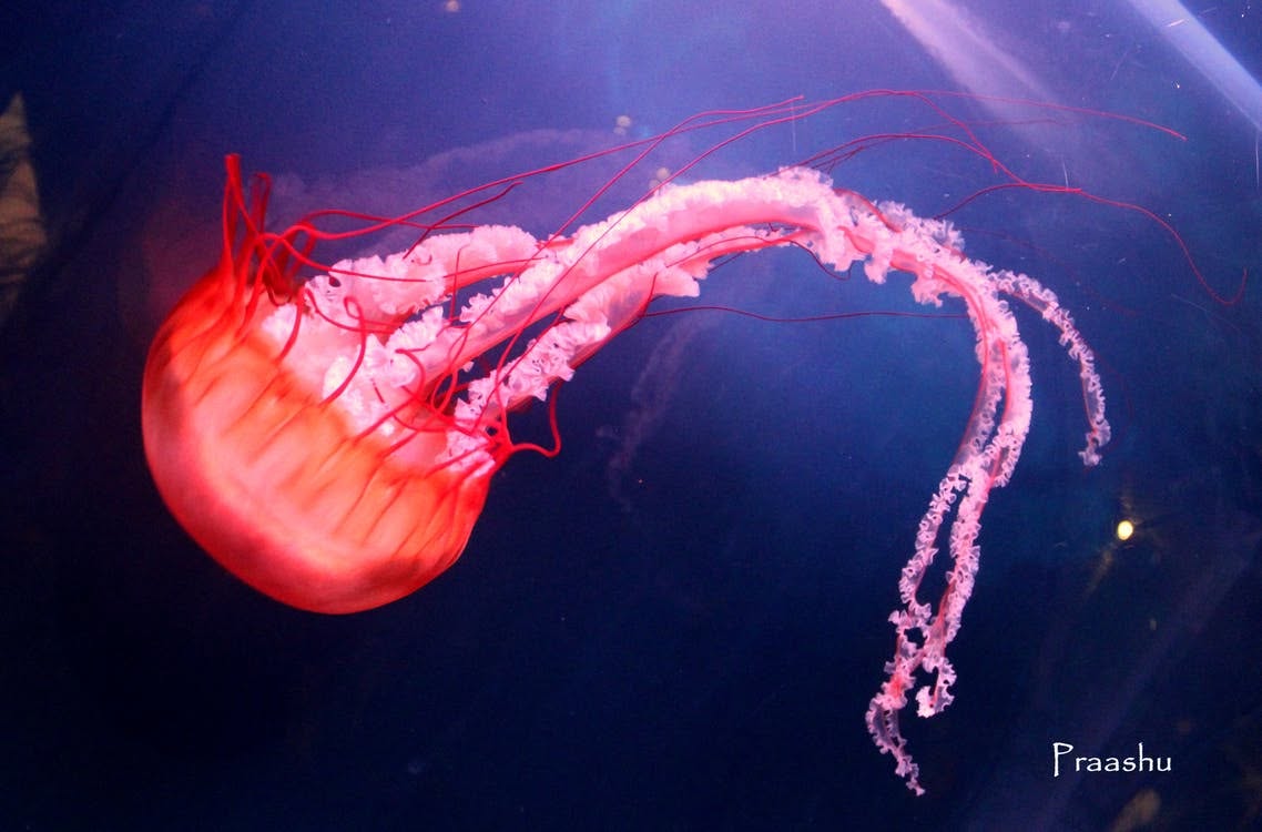 Aquatic Embodiment