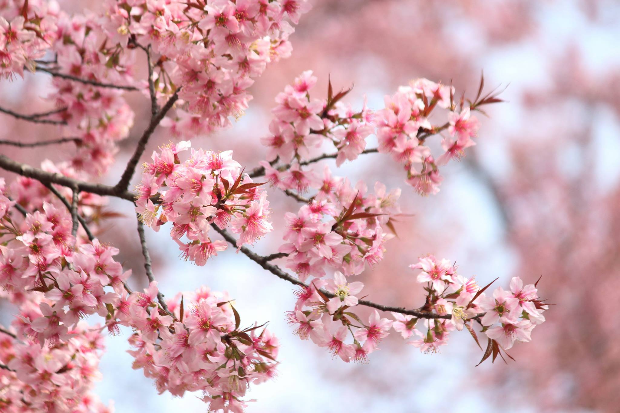 CAT Cherry Blossom Milonga & Practica - 30. März 2019
