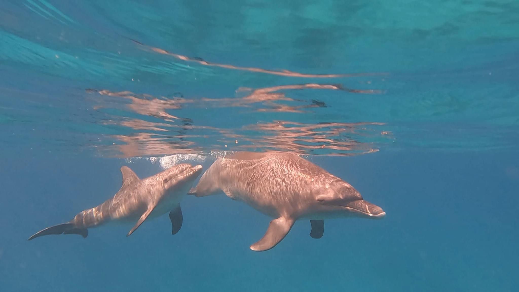 Swimming with Dolphins and Dancing in the sea