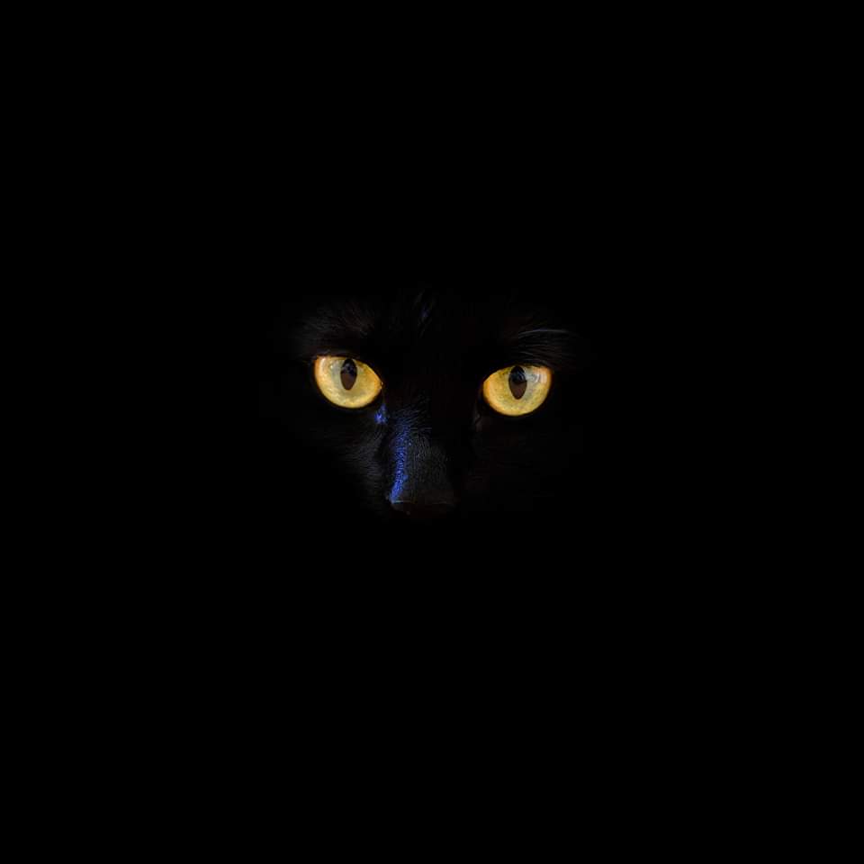 Lazy Blues - Black cat night