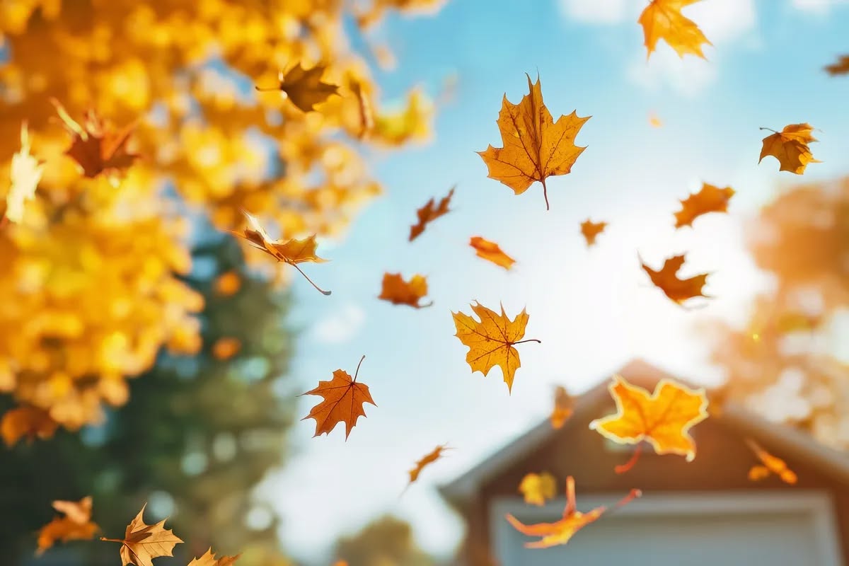 ZOUK ART FESTA 'Autumn Colours Edition' + special DANCE CLASS