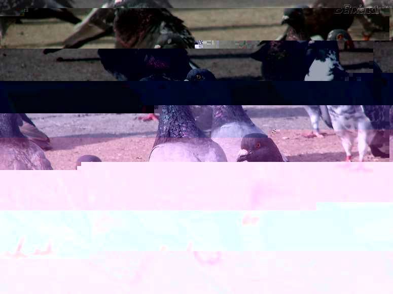 P̸̧̨̡͎̘͔̳̤̹̜͇̳̩̫̱̩͍̩͍̦̩͕͑̌omba De RUA
