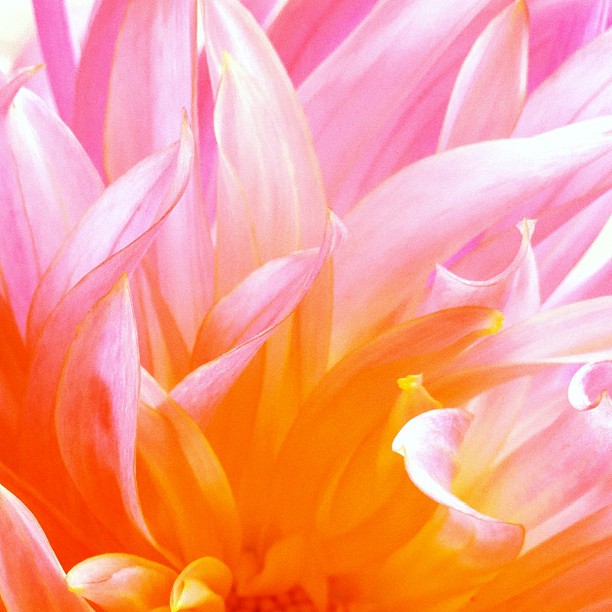 'In Full Bloom' AMC Friday Evening Ecstatic Dance w Guest DJ Stacey Butcher