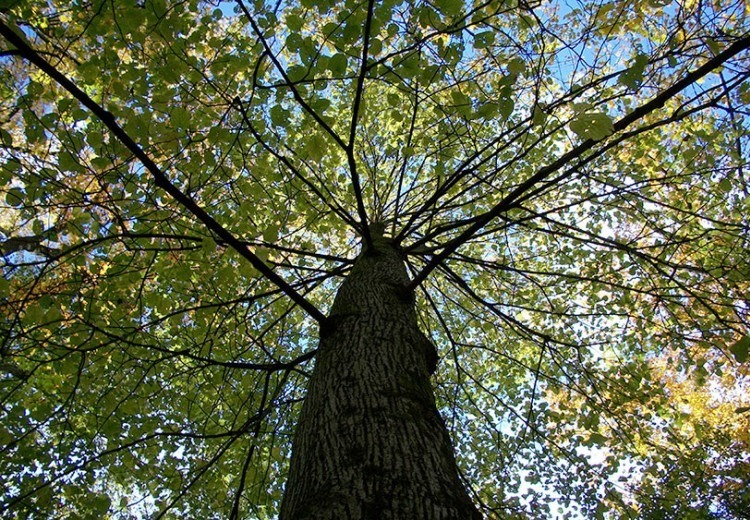 Tree Identification Class & Picnic in Prospect Park