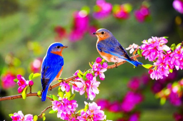 The Sweetness of Spring: Dancing Freedom of Expression in a Challenging World