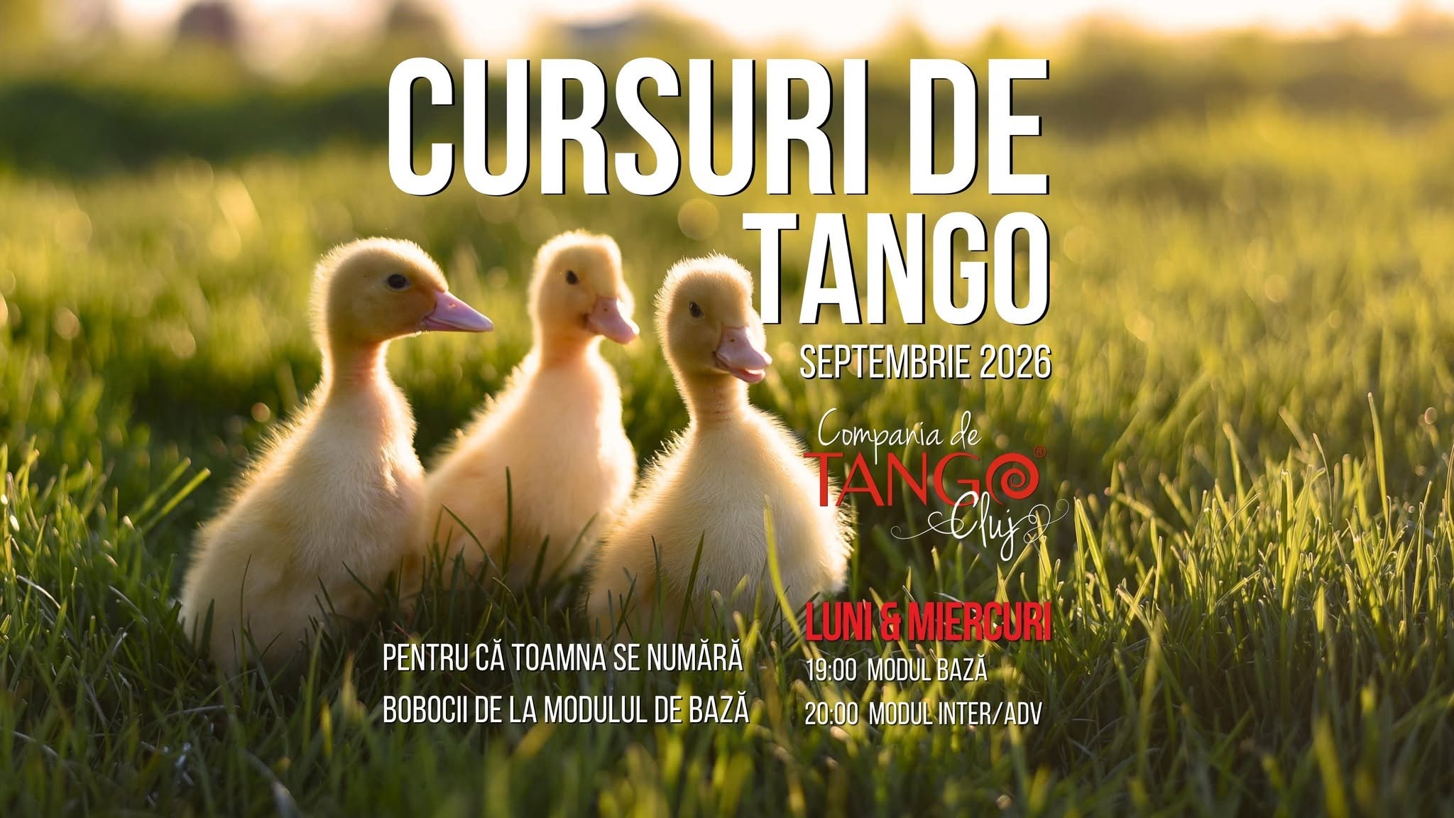 Cursuri de Tango, SEPTEMBRIE 2026, serie nouă