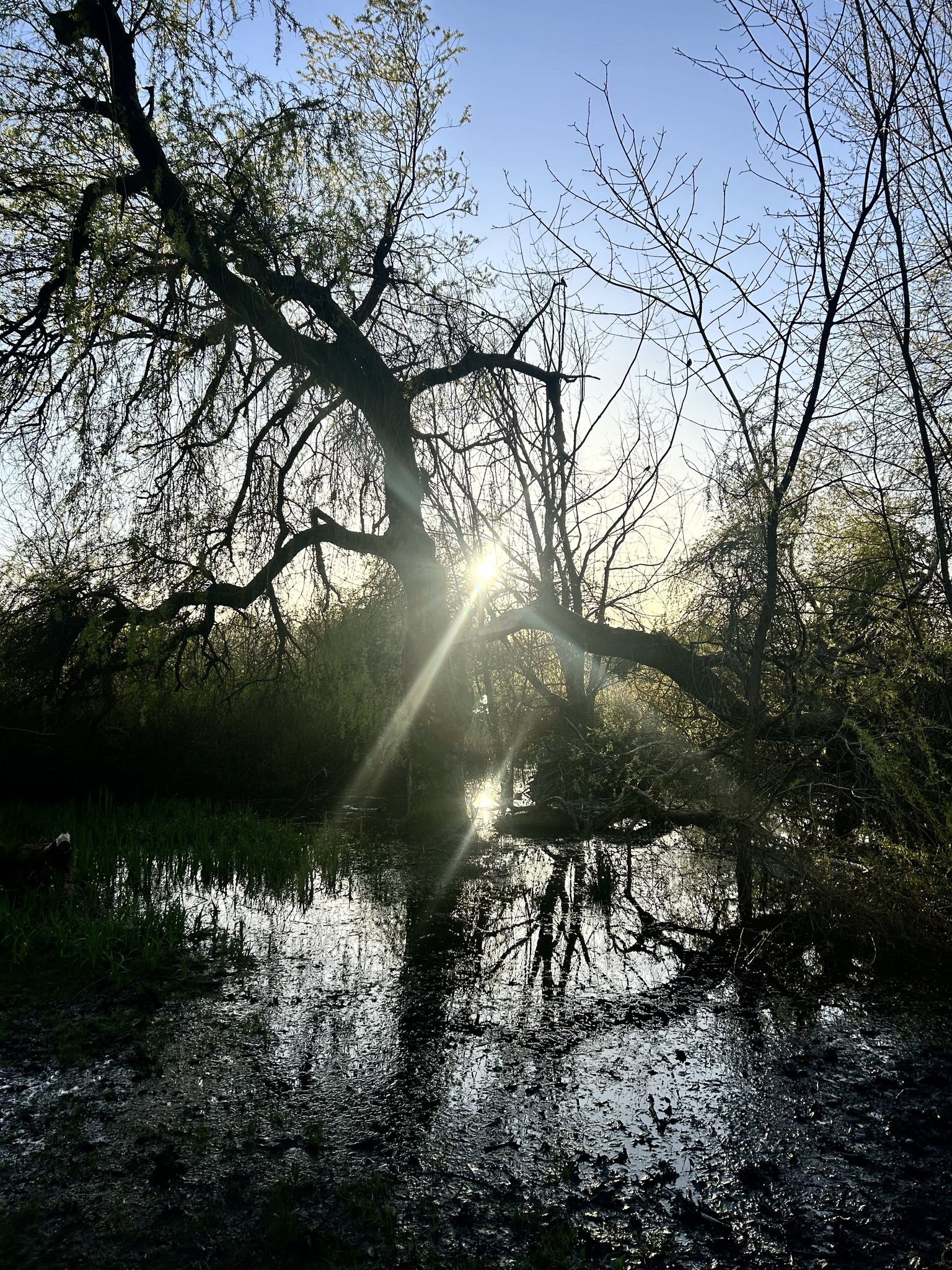 Pop up Milonga at Trout Lake