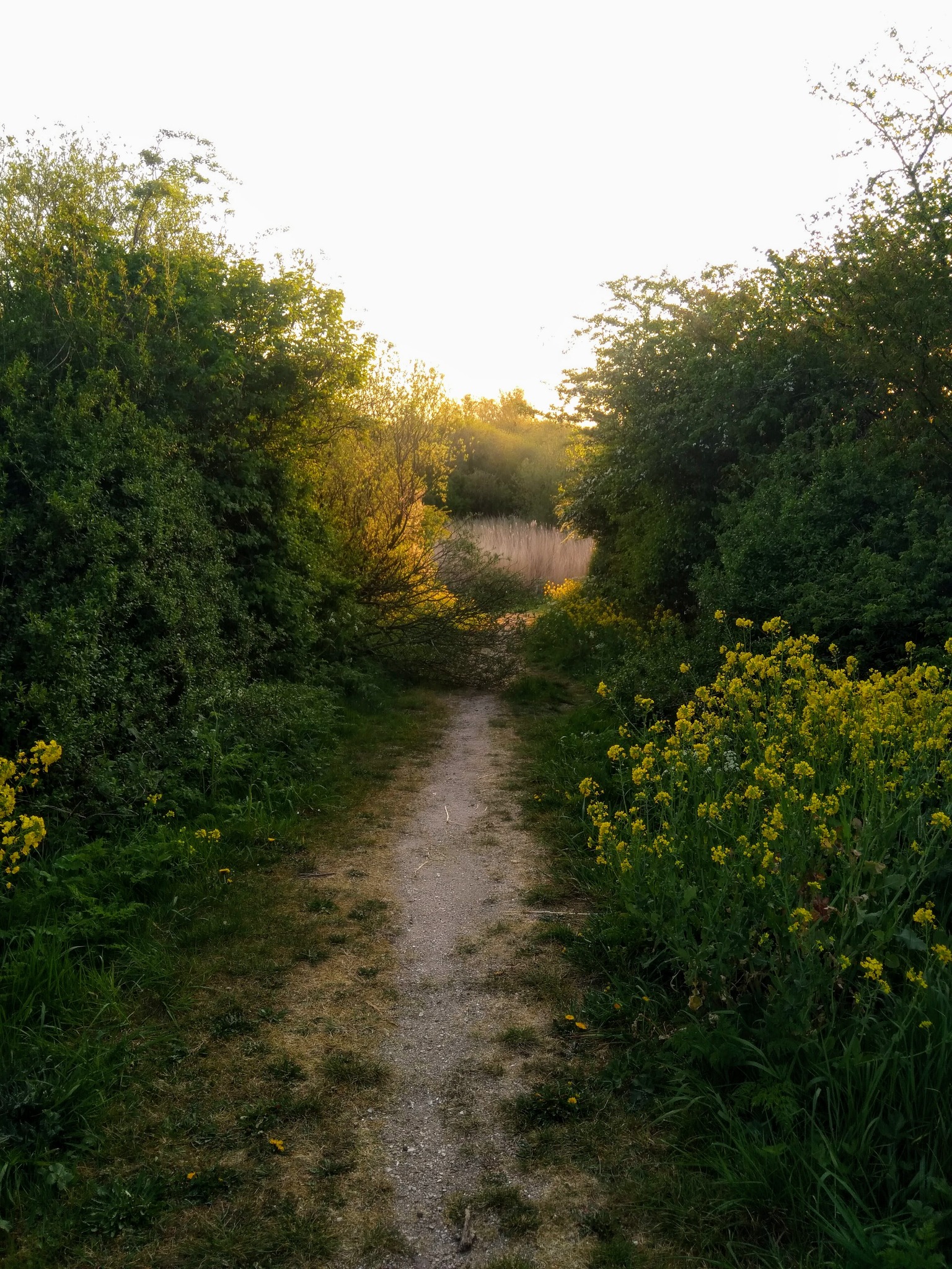 BELTANE - DANCE IN NATURE