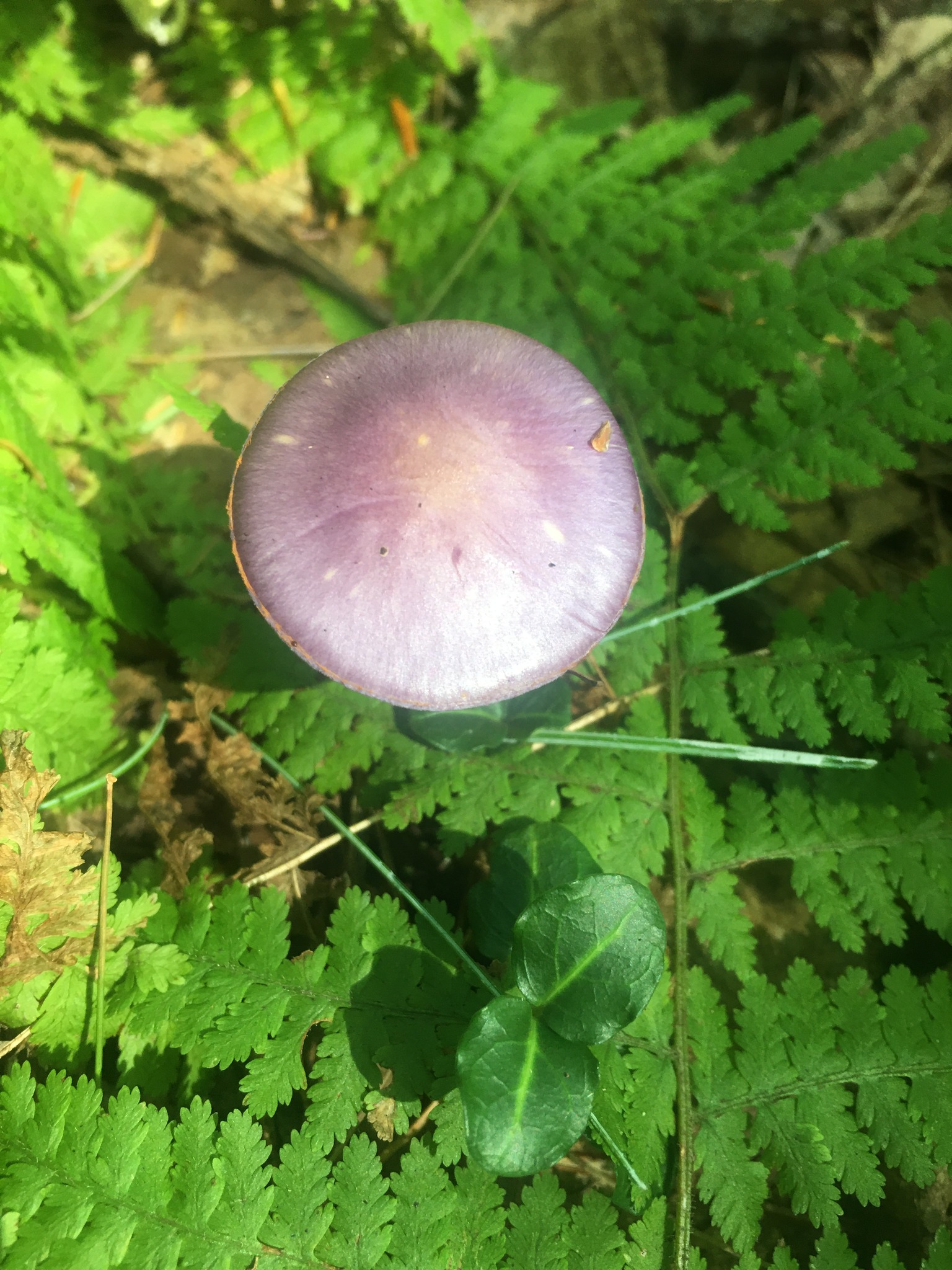 Mycelium Dance - Harvest Moon