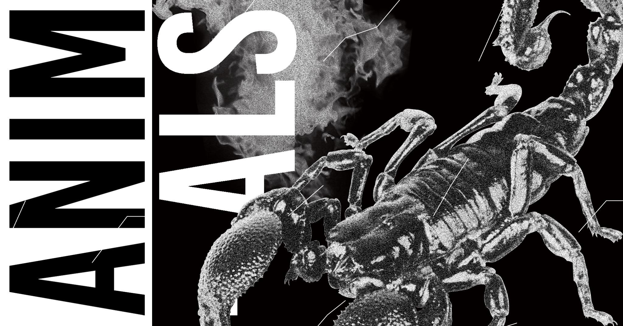 SOLD OUT : Animals ◊ House to techno Vol.12