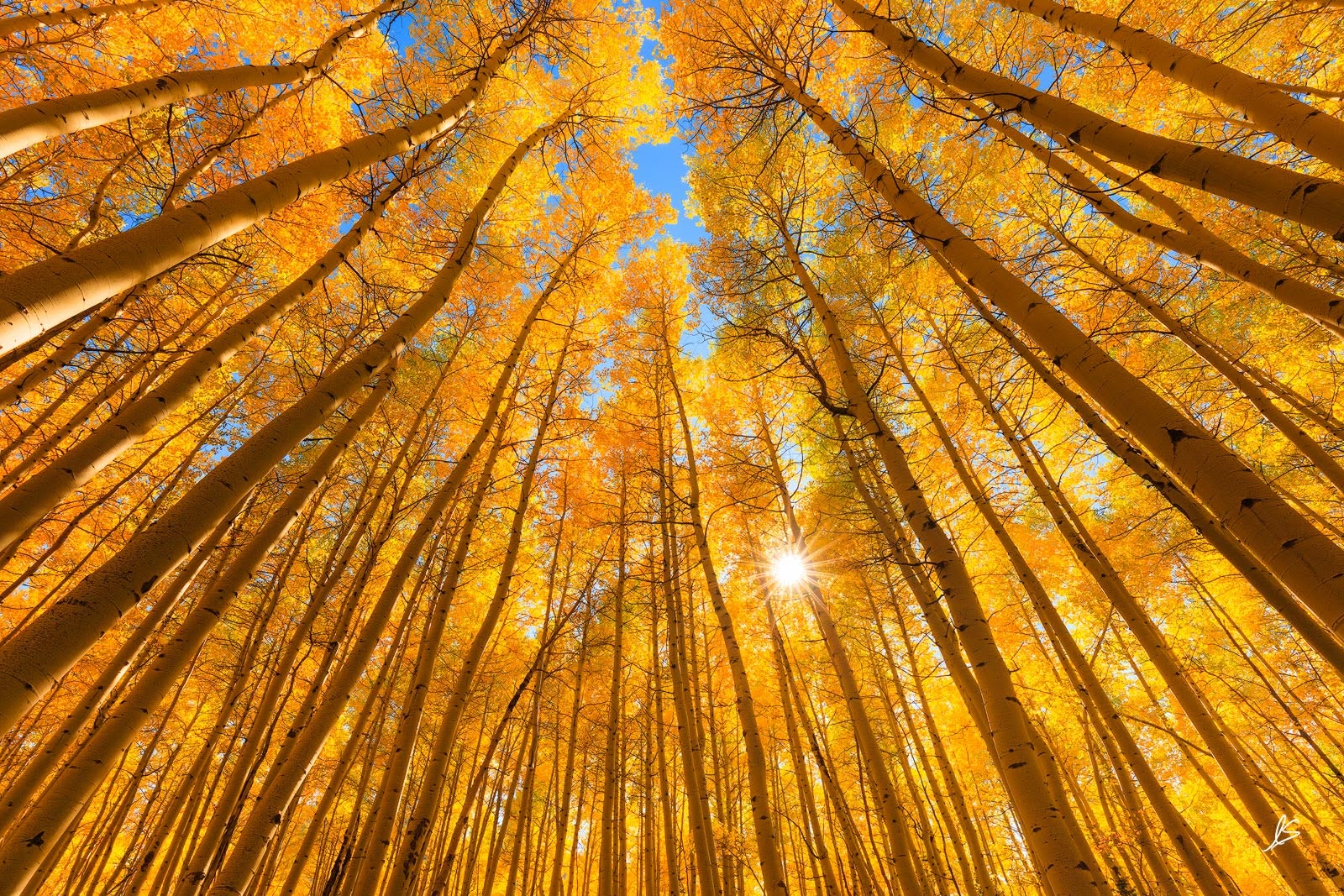 Lila Familia ~ The Last Golden Rays