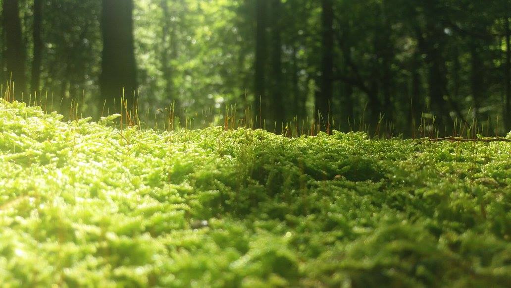 Powitańce Zmysłów dla Puszczy Dzikie jest Piękne