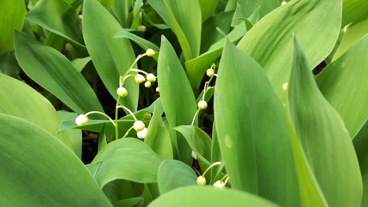 La milonga du muguet