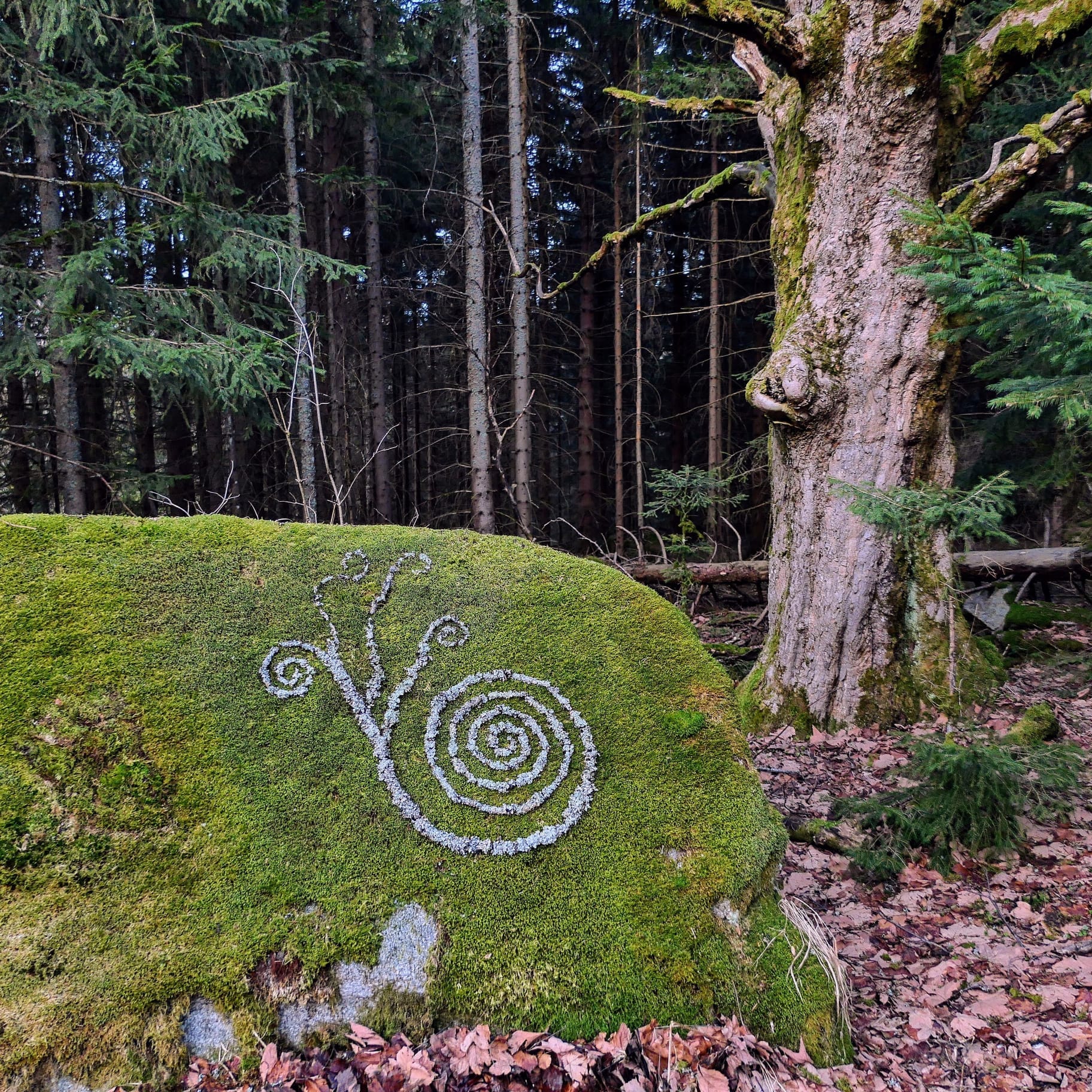IMBOLC DANCE IN NATURE