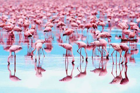 Tango Tour: Marsiglia e Camargue tra i segreti dei Templari