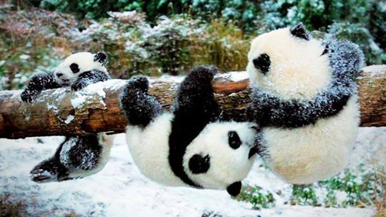 Panda Season Extended. Underscore Berkeley. 2 9 2020