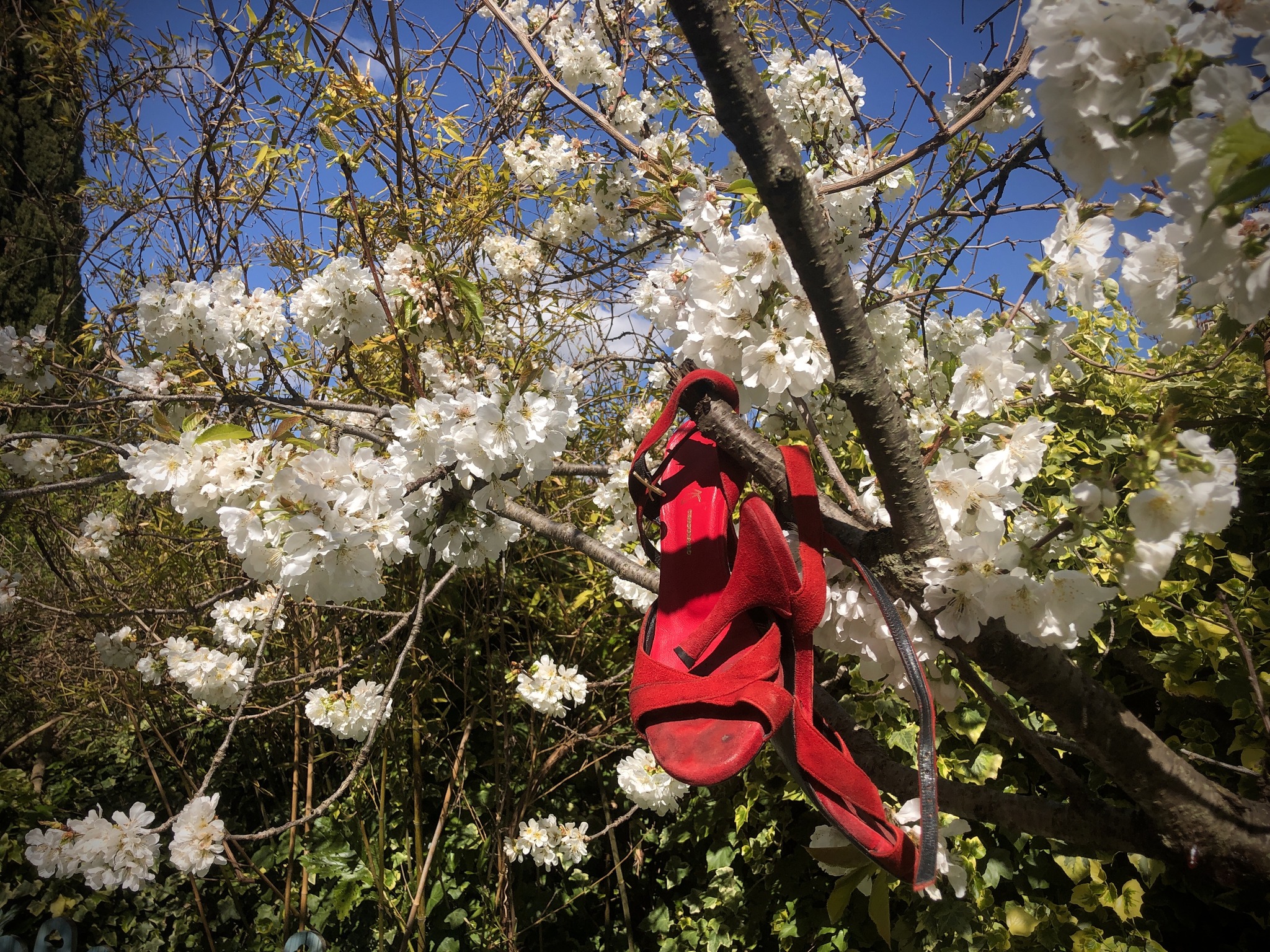 Tango Sakura
