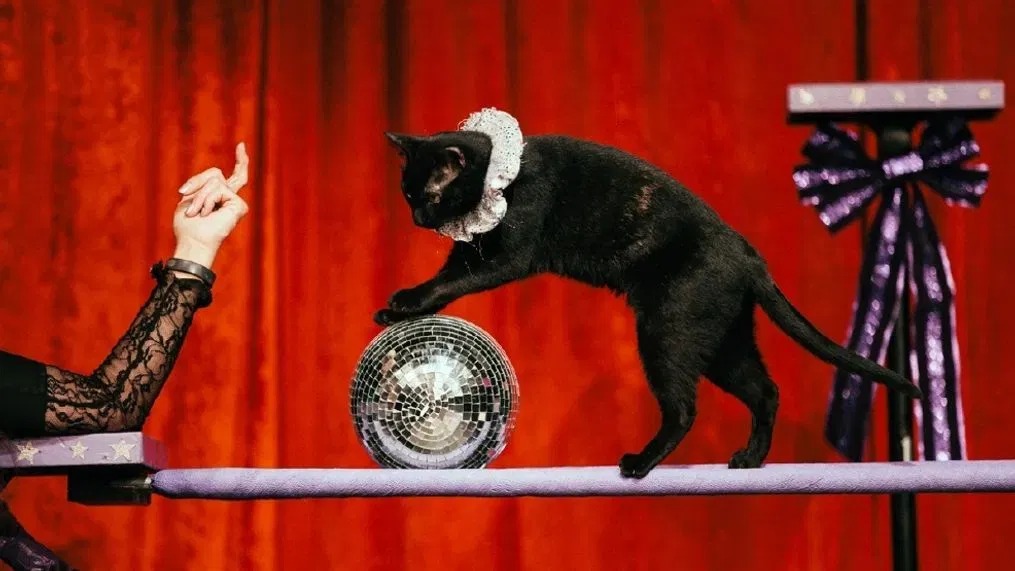 Cirque du Dance: A Sombra Dance and CleoCATra Creation
