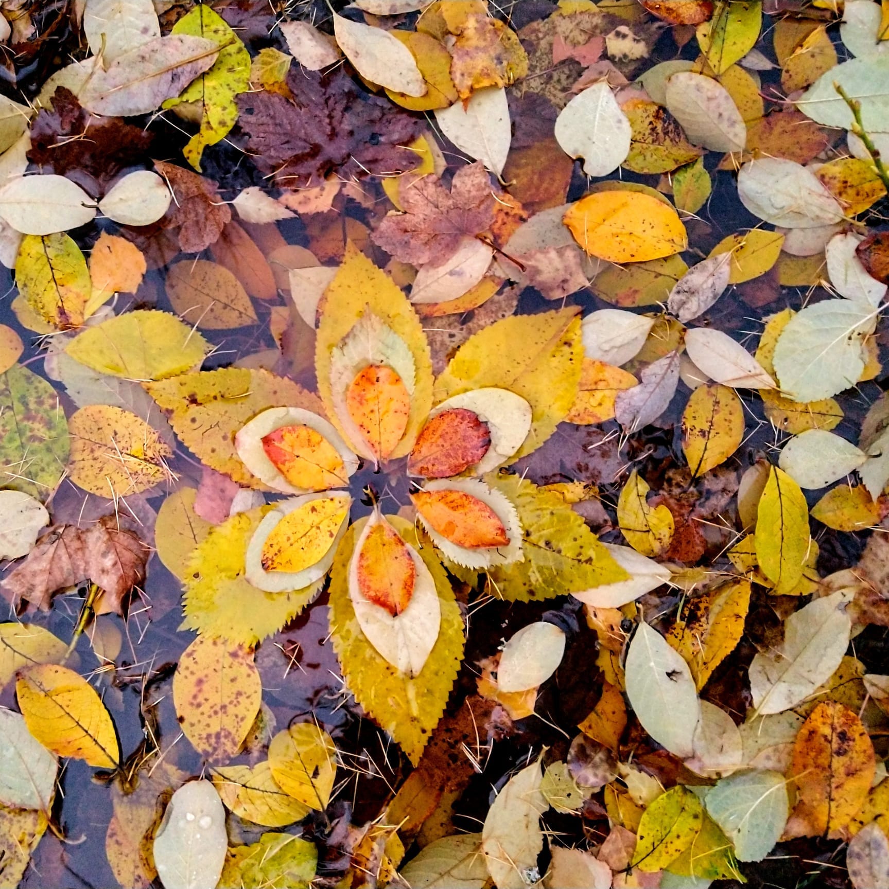 SAMHAIN - Ecstatic Dance in Nature