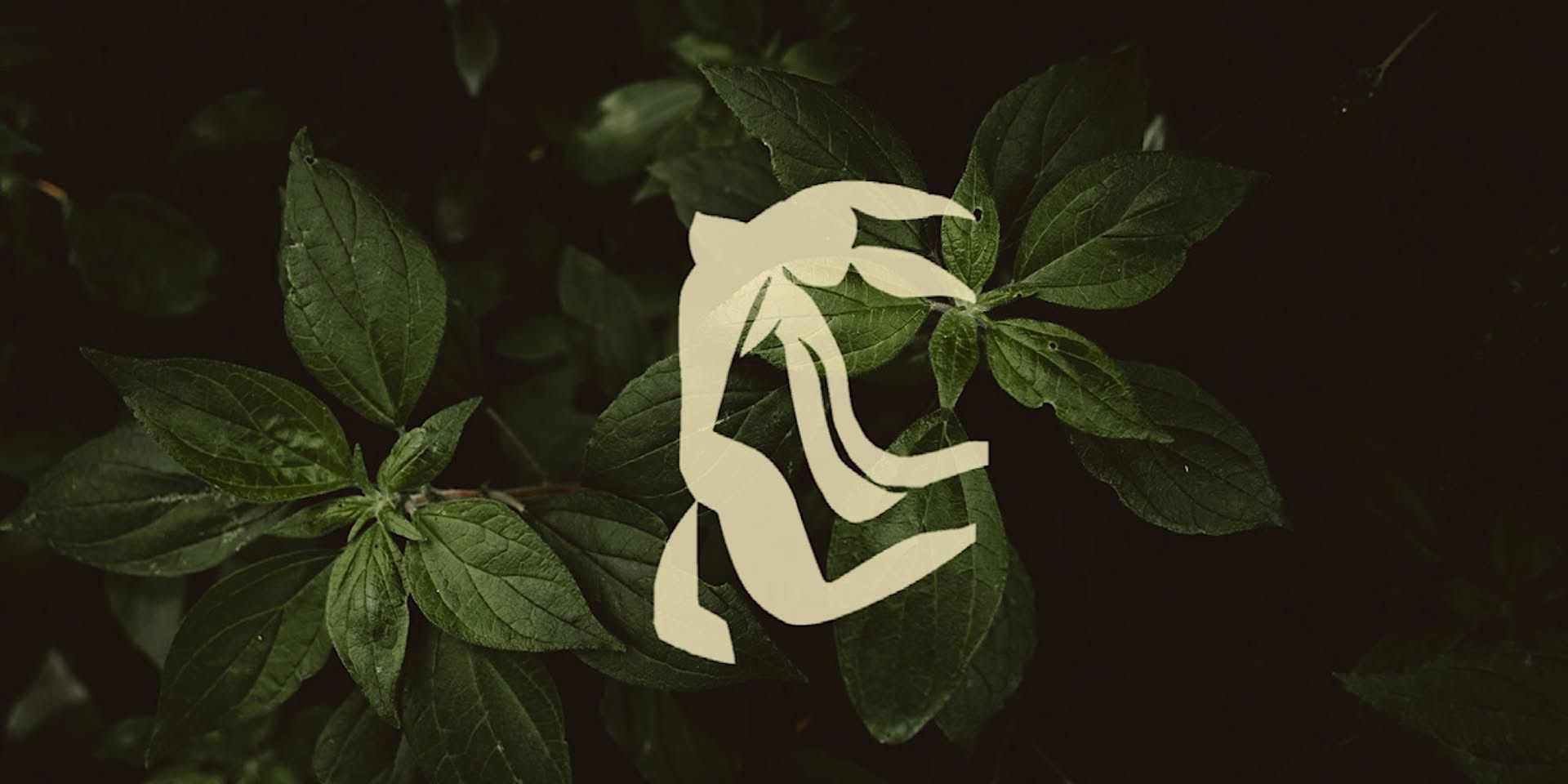 Corpo Livre - Dance as Movement Meditation